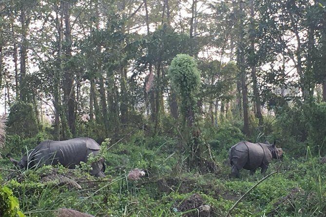 2 Nights 3 Days Chitwan Wildlife Jungle Safari Package Tour - A Closer Look at the Experience: What Travelers Say