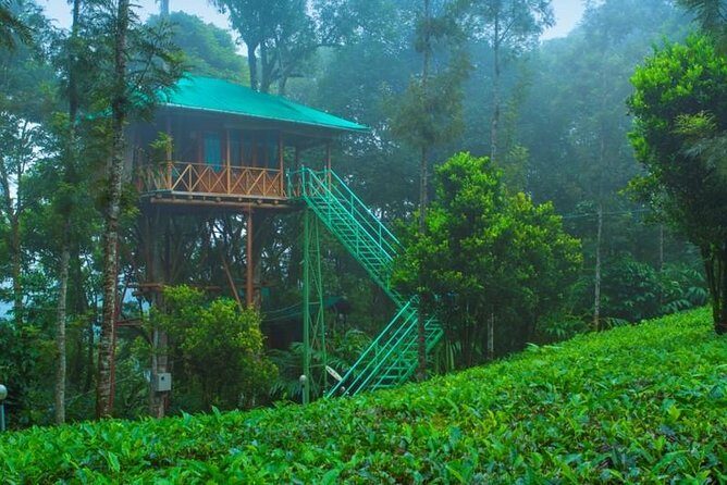 2 Nights Munnar Treehouse Escape with Private Car- Iris Holidays - A Deep Dive into the Munnar Treehouse Experience