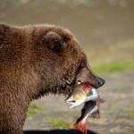 2 Park Bear Viewing Adventure to Katmai and Lake Clark NP - The Experience from the Guides and Travelers