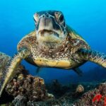 2 Tanks Scuba Dive Kaua'i from a Boat - Practical Details and Tips