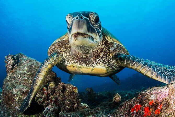 2 Tanks Scuba Dive Kaua'i from a Boat - Practical Details and Tips