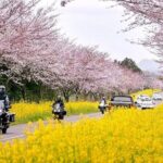 2025 Cherry Blossom East Day Tour in Jeju with UNESCO - Authentic Traveler Experiences & Reviews