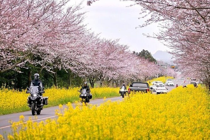 2025 Cherry Blossom East Day Tour in Jeju with UNESCO - Authentic Traveler Experiences & Reviews