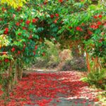 2025 JEJU Cherry Blossom West&South Full Day Tour with UNESCO - A Deep Dive into the Jeju Cherry Blossom Tour