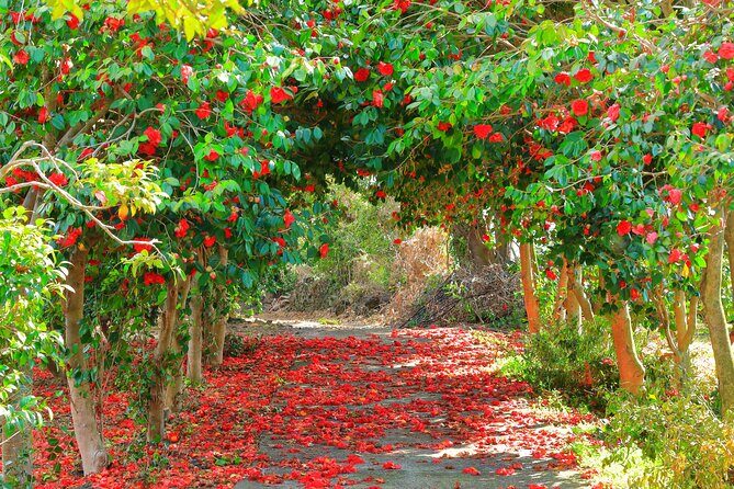 2025 JEJU Cherry Blossom West&South Full Day Tour with UNESCO - A Deep Dive into the Jeju Cherry Blossom Tour