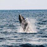 2Hour Whale Watching and Boat Cruise in Haleiwa Oahu Hawaii - Final Thoughts