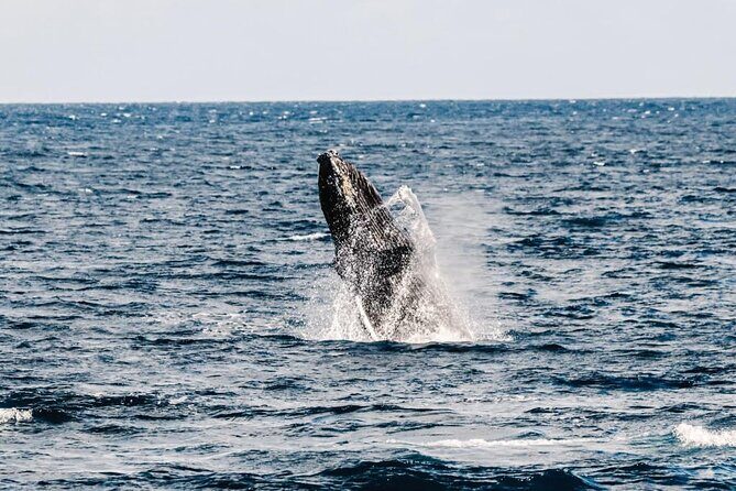 2Hour Whale Watching and Boat Cruise in Haleiwa Oahu Hawaii - Final Thoughts