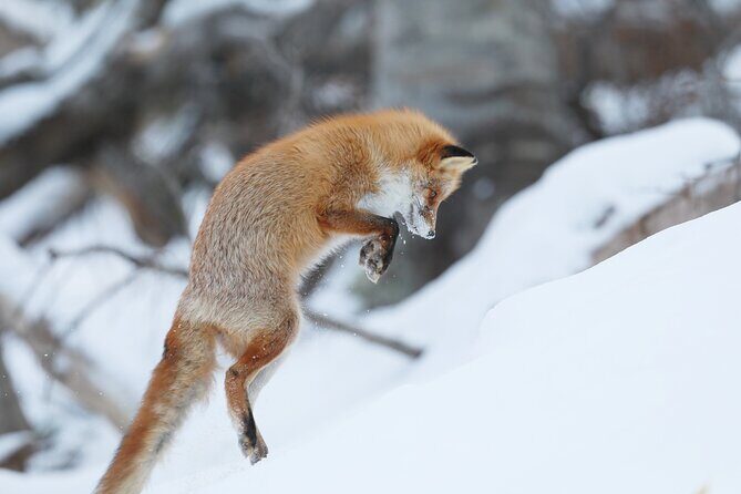 3.5hours Primeval Forest Snowshoe hike and Wildlife Watching Tour - Who Should Consider This Tour?