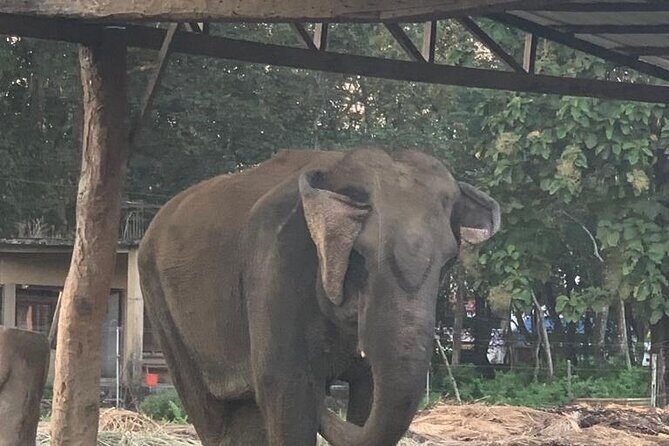 3-Day All Inclusive Chitwan Jungle Safari Tour From Kathmandu - Final Thoughts