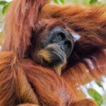 3-Day Ethical Orangutan Jungle Trek | Bukit Lawang, Sumatra - Who Should Consider This Tour?