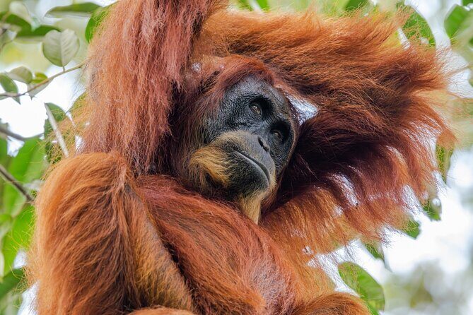 3-Day Ethical Orangutan Jungle Trek | Bukit Lawang, Sumatra - Who Should Consider This Tour?
