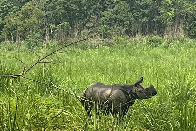3-Day Guided Safari Tour in Chitwan National Park in Nepal - Authentic Experiences and Tips from Reviewers