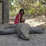 3-Day Komodo island Tour with or without Roundtrip Flight From Bali - The Complete 3-Day Komodo Tour Experience