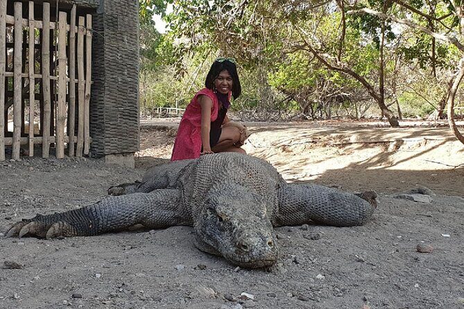3-Day Komodo island Tour with or without Roundtrip Flight From Bali - The Complete 3-Day Komodo Tour Experience