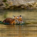 3-Day Private Ranthambhore Tiger Tour Including Delhi, Agra, Jaipur - Who Is This Tour Best Suited For?