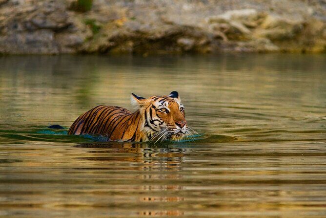 3-Day Private Ranthambhore Tiger Tour Including Delhi, Agra, Jaipur - Who Is This Tour Best Suited For?