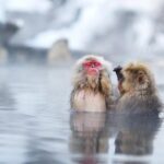 3-Day Private Tokyo and Nagano: Snow Monkeys, Tsukiji Market and Bullet Train - The Sum Up