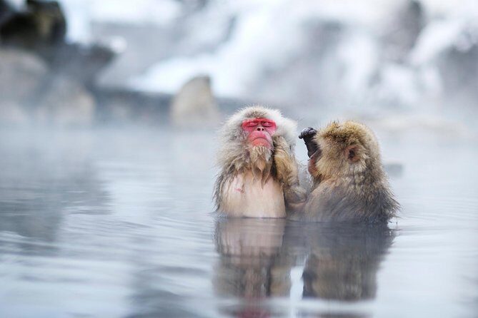 3-Day Private Tokyo and Nagano: Snow Monkeys, Tsukiji Market and Bullet Train - The Sum Up