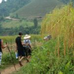 3-Day Trek in Amazing Muong Hoa Valley & ethnic Homestay - Who Is This Tour Best For?