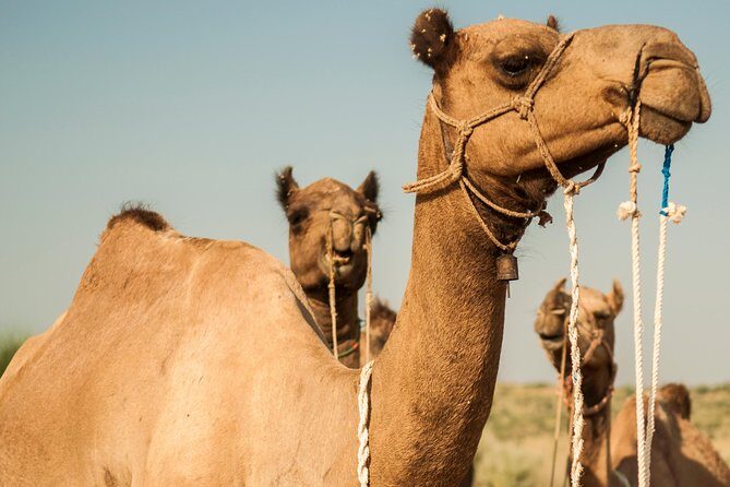 3 Days / 2 Nights Camel Safari - What Makes This Camel Safari Stand Out?