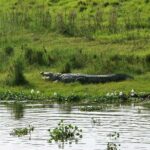 3 Days and 2 Nights Chitwan National Park Safari Tour in Pokhara - Exploring the Itinerary in Detail