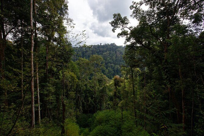 3 Days Bukit Lawang Tour (Happy Jungle) - What Makes This Tour Stand Out?