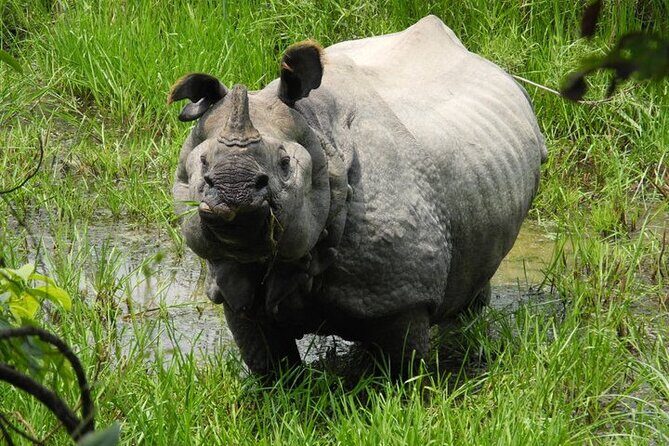 3 Days Chitwan Jungle Safari - Day Two: Full Immersion in Chitwan