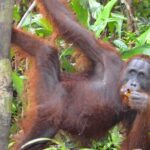 3 Days Deluxe Cabin Houseboat Orangutan Tanjung Puting - Practical Details: Transportation, Comfort, and Tips