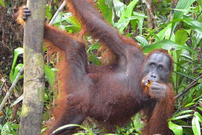 3 Days Deluxe Cabin Houseboat Orangutan Tanjung Puting - Practical Details: Transportation, Comfort, and Tips