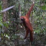 3 days Medan Orangutan Bukit Lawang - What’s Included and What to Expect