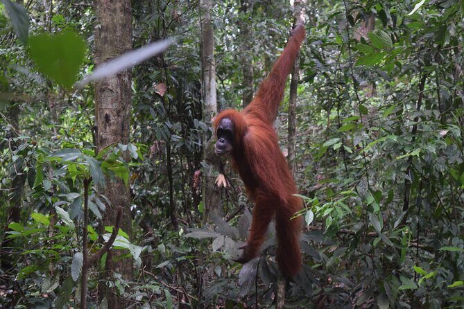 3 days Medan Orangutan Bukit Lawang - What’s Included and What to Expect