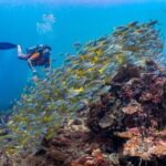 (3 Days) PADI Open Water Diver Course Kota Kinabalu - A Deep Dive into the Experience