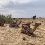 3 Days Tour in Wild Desert Safari - Who Would Love This Tour?
