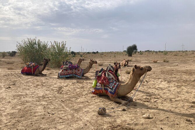 3 Days Tour in Wild Desert Safari - Who Would Love This Tour?