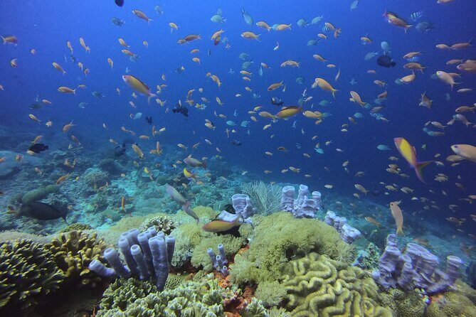 3 Epic Dives in Nusa Penida - Certified Divers' Day Trip - What to Expect From Your Dive Experience