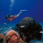 3 Fun Dives in Racha Yai and Racha Noi for Certified Divers - Who Would Love This Experience?