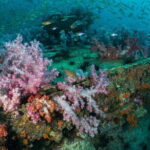 3 Fun Dives King Cruiser Wreck and Koh DokMai for Certified diver - Final Thoughts