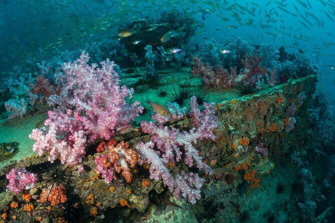3 Fun Dives King Cruiser Wreck and Koh DokMai for Certified diver - Final Thoughts