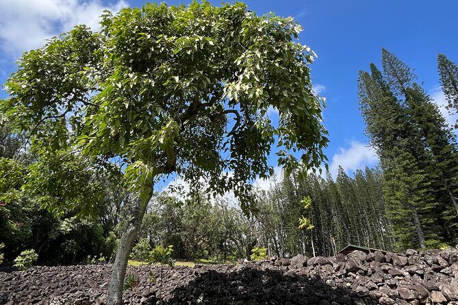 3 Hours Private Hiking and Bushwalking in the Aiea Loop Trail - Meeting Point and Schedule