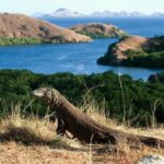 3Days in Labuan Bajo & Day Trip to Komodo - Why Youll Love This Tour