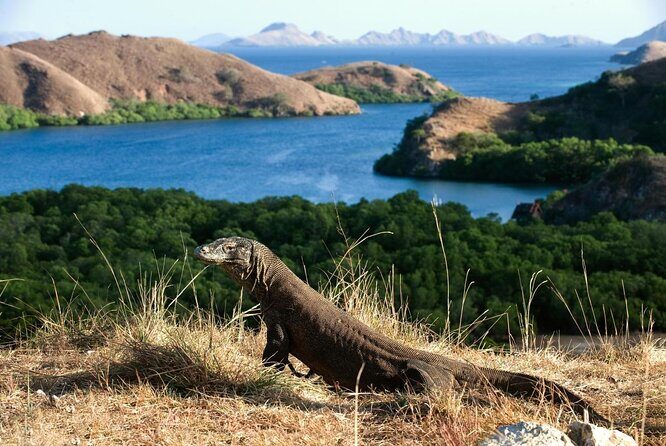 3Days in Labuan Bajo & Day Trip to Komodo - Why Youll Love This Tour