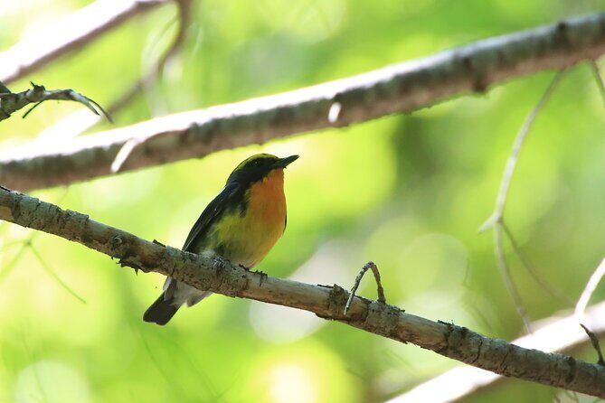 3hours Primeval Forest and Stunning Views of Cliff Trekking Tour - Practical Details and Tips