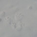 4.5 hours Snowshoe hike in Shiretoko five lakes - The Sum Up