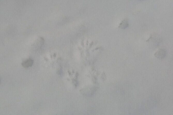 4.5 hours Snowshoe hike in Shiretoko five lakes - The Sum Up