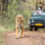 4 Day Golden Triangle Tour with Ranthambore Tiger Safari - Final Thoughts