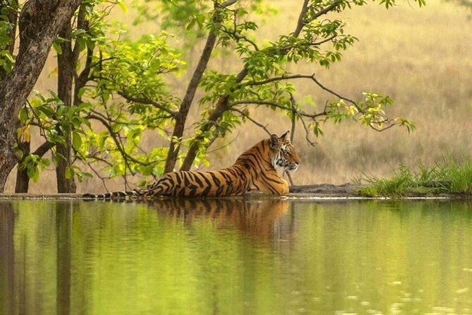 4 Day Golden Triangle Tour With Ranthambore Tiger Safari India - Who Would Love This Tour?