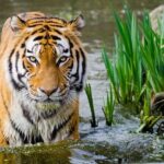 4 Day Golden Triangle with Ranthambore Tiger Safari Tour from Delhi - Day 2: The Taj Mahal and Historic Agra