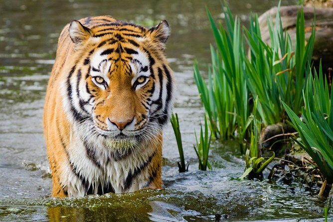 4 Day Golden Triangle with Ranthambore Tiger Safari Tour from Delhi - Day 2: The Taj Mahal and Historic Agra