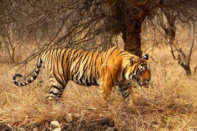 4-Day Private Ranthambhore Tiger Tour Including Delhi, Agra and Jaipur - A Deep Dive into the Itinerary and Experience