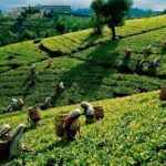 4 Days Essence Of Sri Lanka - What Makes This Tour Stand Out?